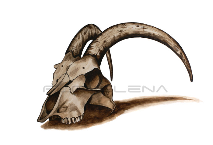 Goat skull