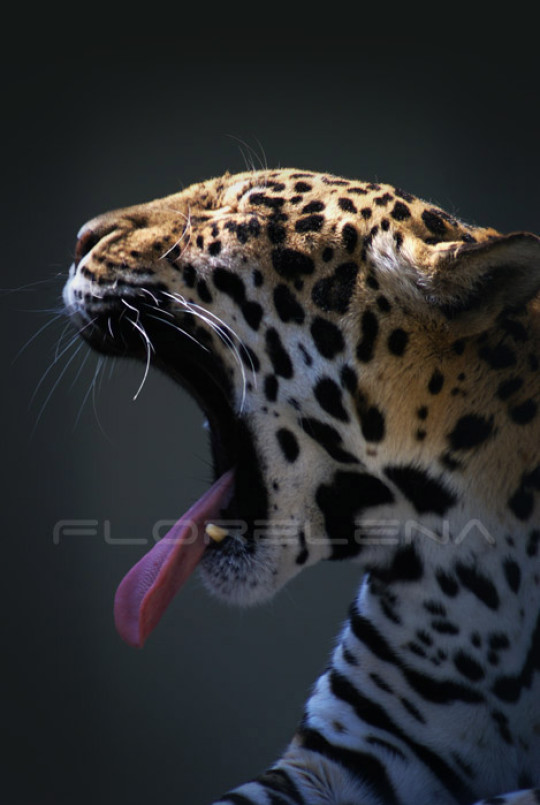 Yawning leopard