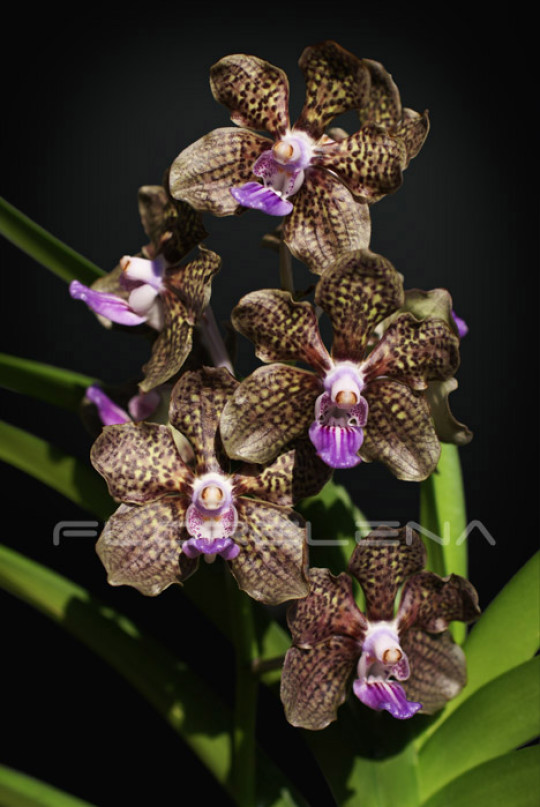 Orchid Vanda Mimi Palmer
