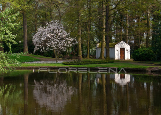 Reflection on blooming magnolia and little house